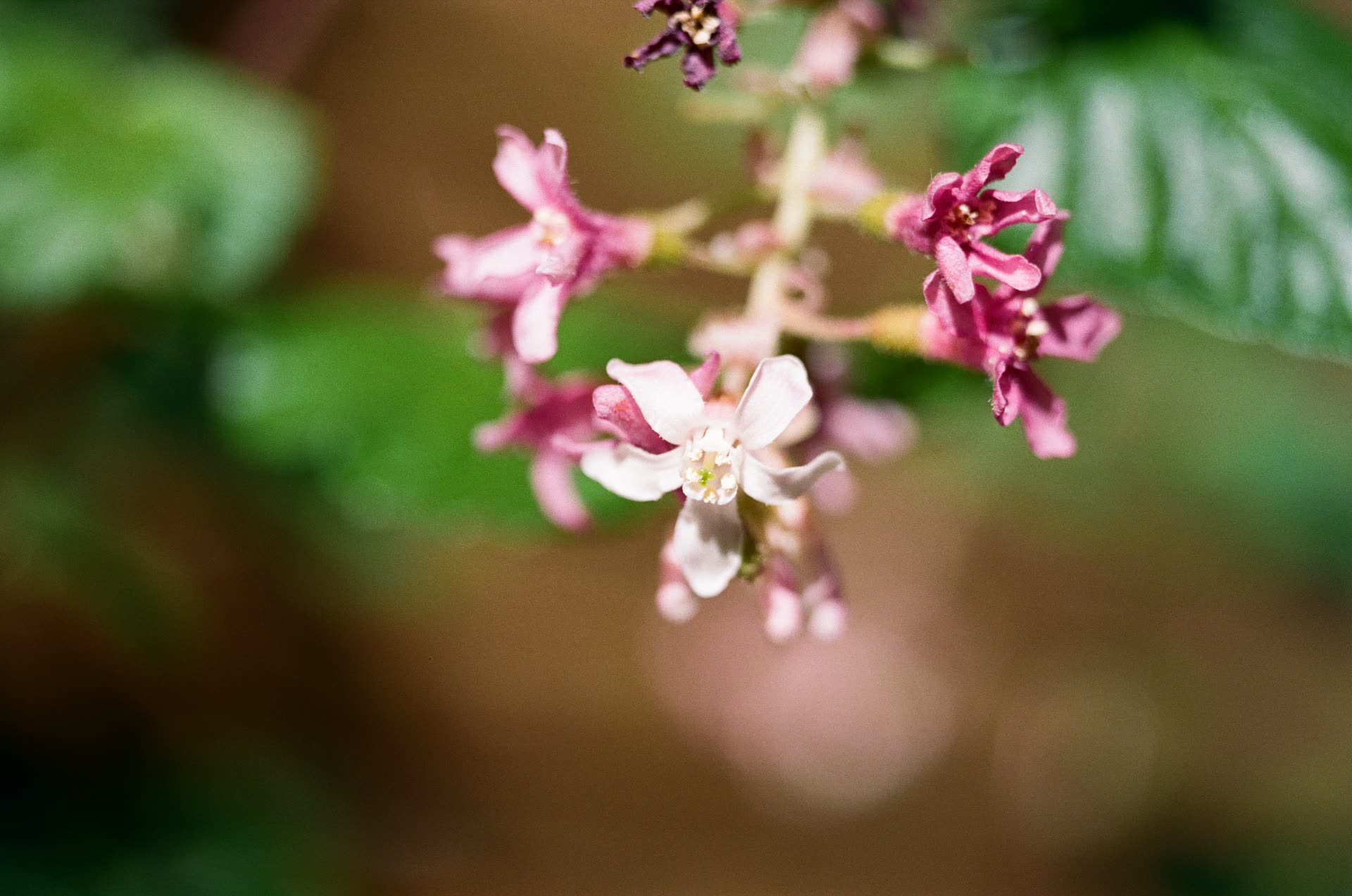 Native plants - blood currant