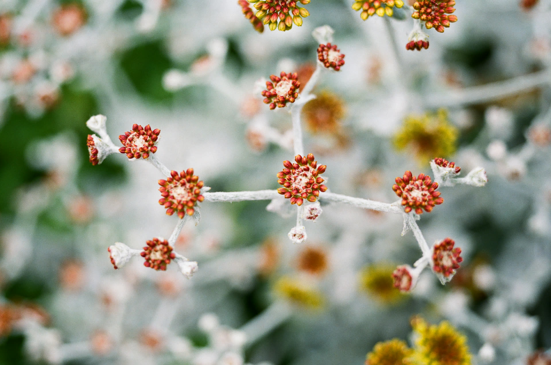 Native plants - conejo buckwheat