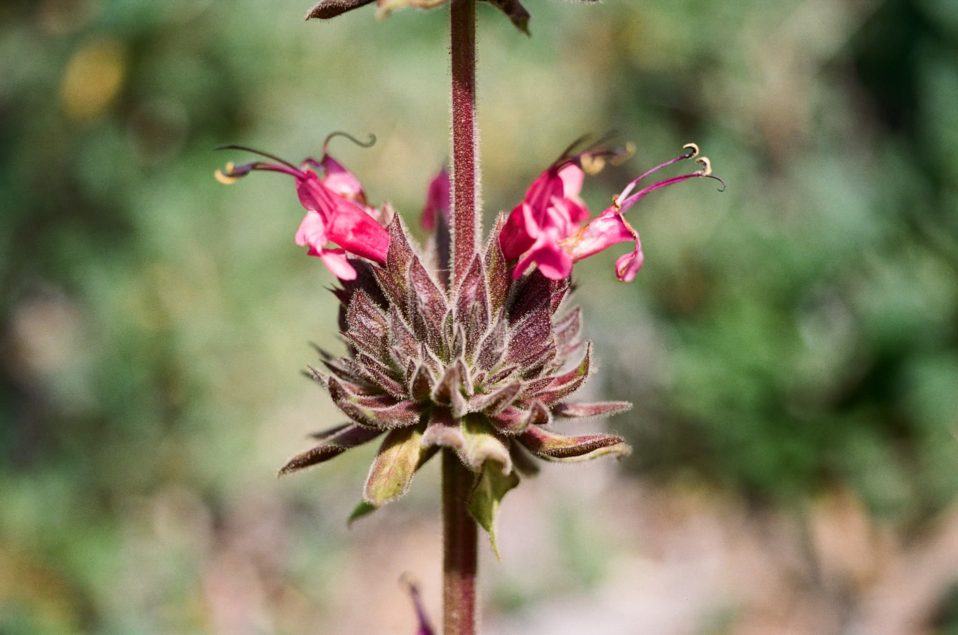 Native plants - hummingbird sage