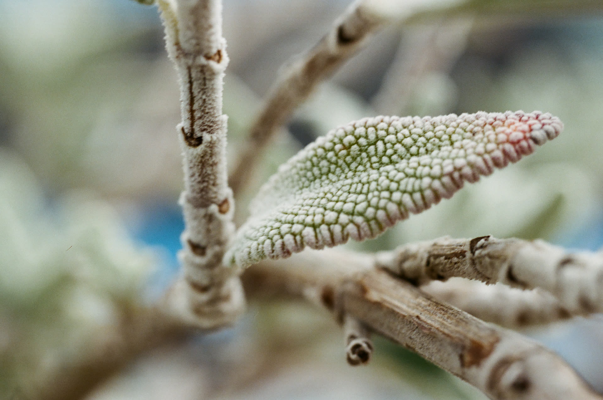 Native plants - purple sage