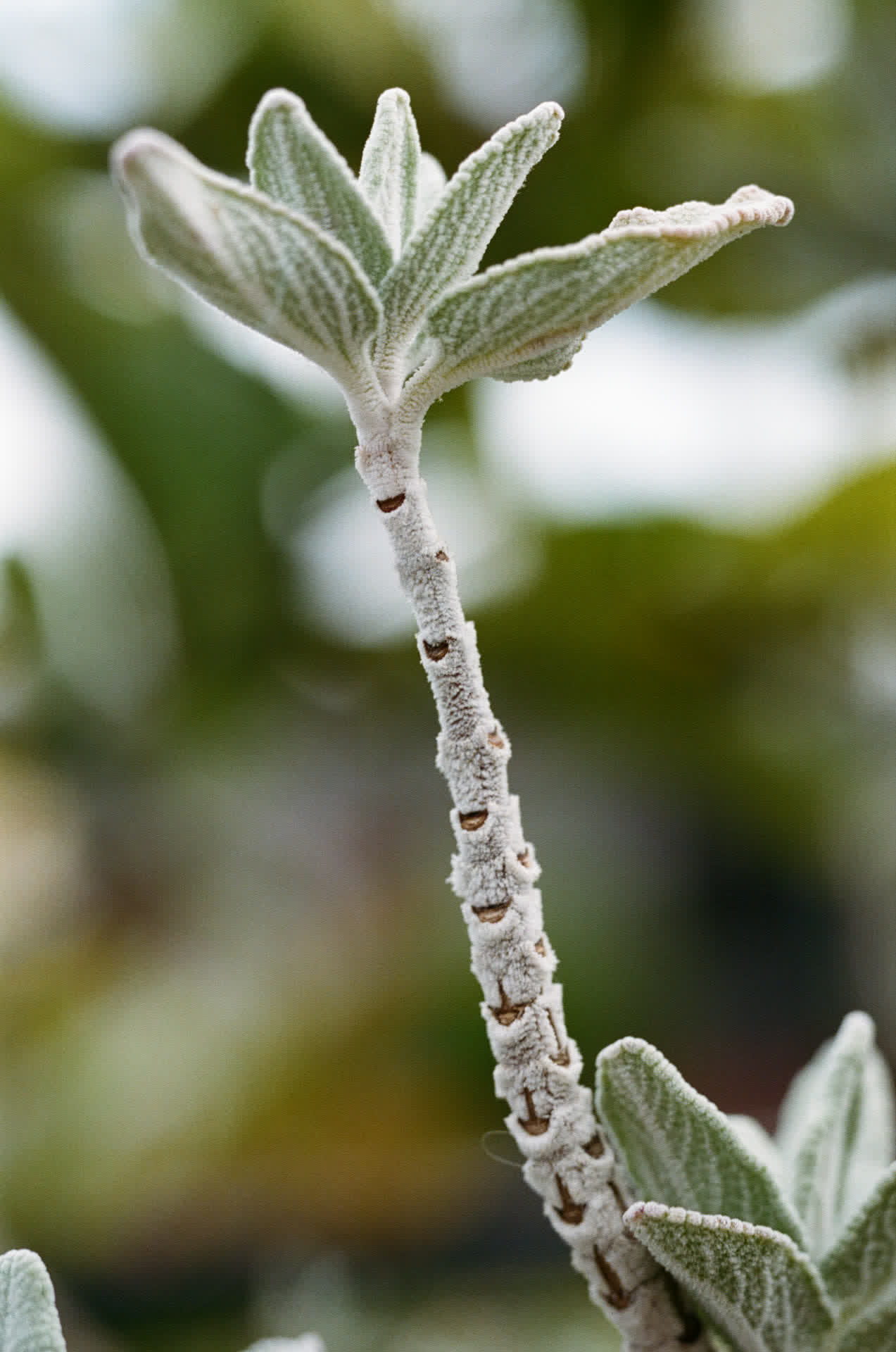 Native plants - purple sage