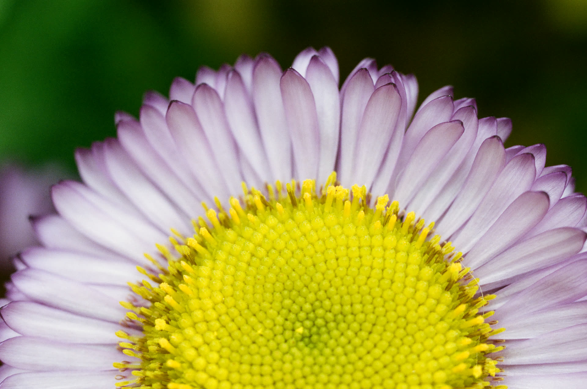 Native plants - seaside daisy