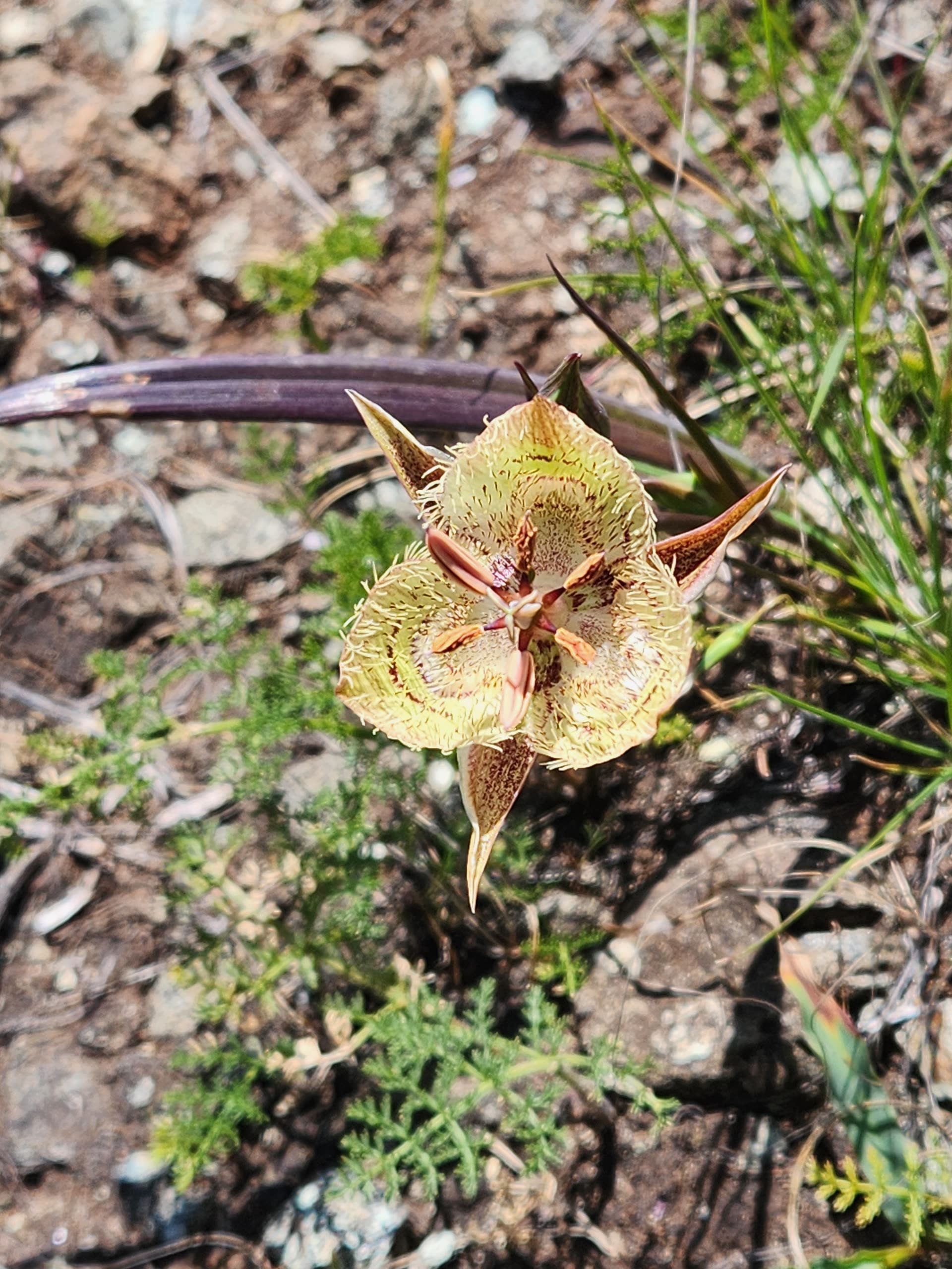 Tiburon Mariposa Lily